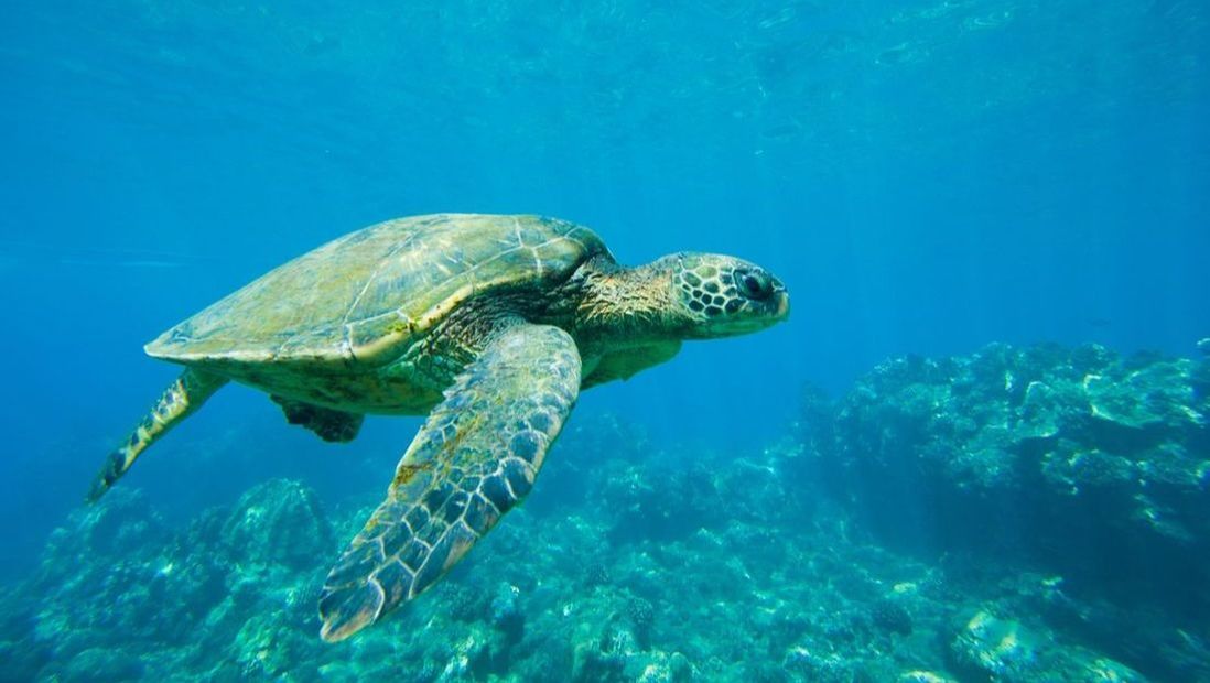 Turtle Water Adventure